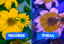 6 дивовижних фотографій, які покажуть, як ми бачимо світ і тварини