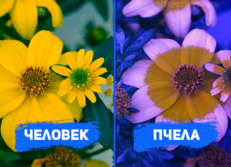 6 дивовижних фотографій, які покажуть, як ми бачимо світ і тварини