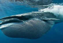 Дайвера з ПАР ледь не проковтнув кит як біблійного Іону