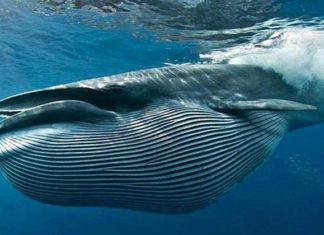 Дайвера з ПАР ледь не проковтнув кит як біблійного Іону