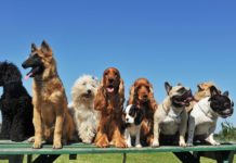 Рейтинг найбільш легко учнів порід собак