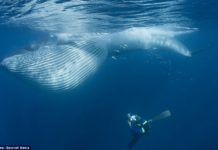 Як кит дайвера проковтнув