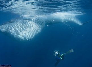 Як кит дайвера проковтнув