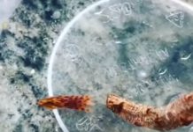 Супер-камуфляж синекольчатого восьминога