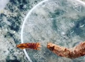 Супер-камуфляж синекольчатого восьминога