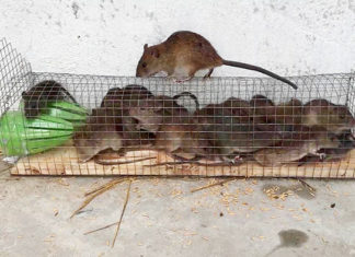 Проста пастка для дрібних гризунів