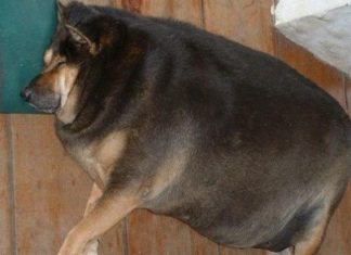 Не ображай собак