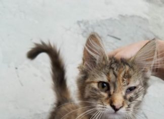 Складна доля маленької киці!