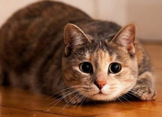 Всі коти сво…