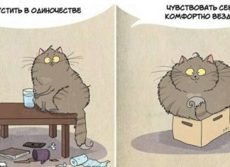 10 корисних речей, яким людям варто повчитися у котів