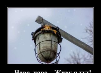 Свіжа добірка демотиваторів, які піднімуть вам настрій