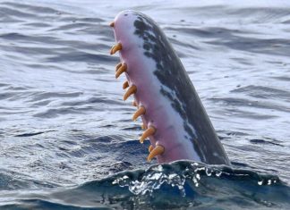 Найзагадковіше тварина планети Земля