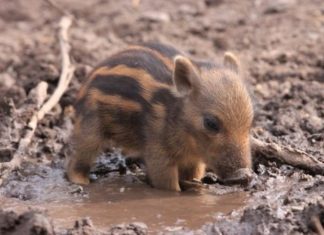 22 ніжних дитинча, які змусять вас полюбити весь світ