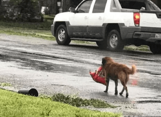 Собака вперто тягнула важкий вантаж до самого будинку