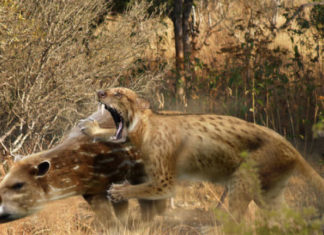 Як виглядали кішки 10 тисяч років тому