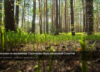 Весна, Рязань, Солотча, Сосновий бір, Шишкін ліс