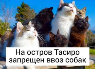 В Японії є цілий острів, населений котами, і подивитися на нього їдуть туристи з усього світу