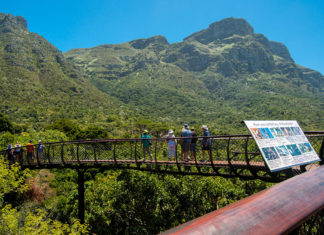 Казкова дорога над деревами — одне з найбільш унікальних місць у Кейптауні