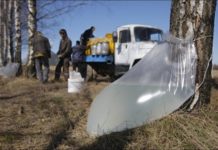 Збори березового соку в Білорусі