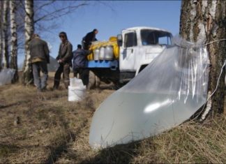 Збори березового соку в Білорусі