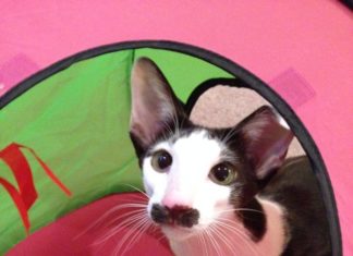 Незвичайна забарвлення цих тварин дивує