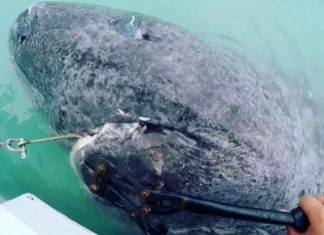 Рибалка обернулася справжнім кошмаром: з води на людей взглянуло стародавнє чудовисько