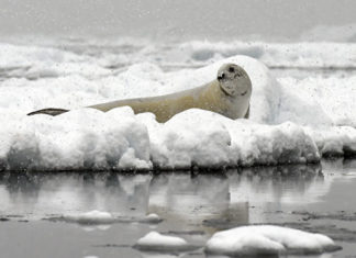 Глобальне потепління зробить води Антарктики млявими