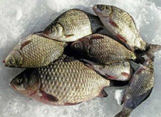 Ловля карася в березні