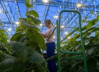 У Кемеровській області ТОВ «Агро еліт-інвест» області запустило тепличний комплекс