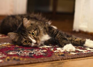 Килим у домі: мати чи не мати?