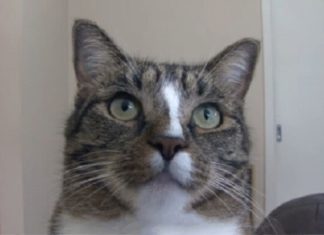 Неймовірно розумна кішка!