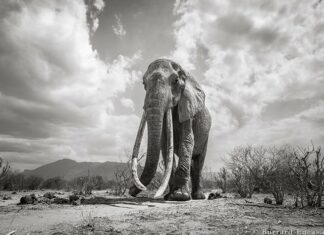 Останні фото легендарної «Королеви слонів» перед її смертю