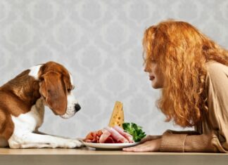 Метеоризм у собаки: причини, лікування, дієта, профілактика