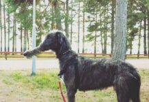 Що ти таке?, або Невдалі панорамні знімки за участю тварин