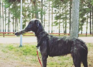 Що ти таке?, або Невдалі панорамні знімки за участю тварин