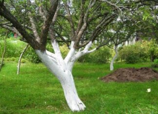 Білити або не білити