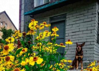 Не шукайте тут сенс. Тут в основному маразм