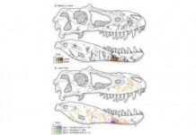 Бійцівський клуб динозаврів: тиранозаври кусали один одного за морди