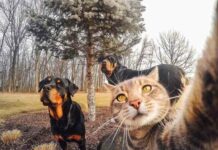 Без кота і життя не та,а з котом? (44 фото)