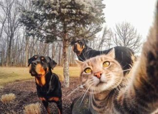 Без кота і життя не та,а з котом? (44 фото)