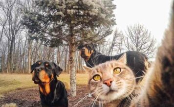 Без кота і життя не та,а з котом? (44 фото)