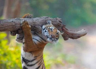 Ці забавні тварини. Оголошено фіналістів конкурсу comedy wildlife photography awards’2021