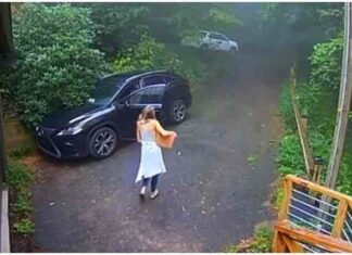 Ведмідь, що забрався в автомобіль, застав дівчину зненацька