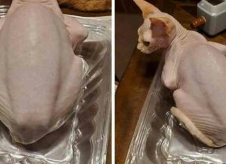 17 схожих на їжу речей і тварин, які не варто їсти