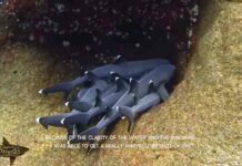 Дайвер зняв на камеру, як відпочивають рифові акули: вони теж люблять обнімашки