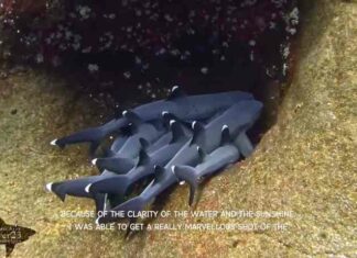 Дайвер зняв на камеру, як відпочивають рифові акули: вони теж люблять обнімашки