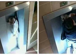 У москві хлопець врятував пса, повислого на затиснутому в ліфті повідку