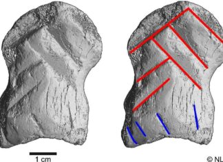 У неандертальців виявили твори мистецтва