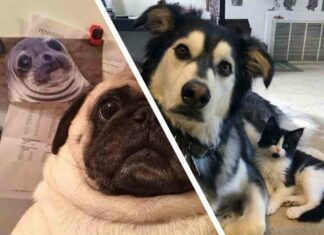 10 + милих тварин, які виглядають як копії, але у них точно різні мами