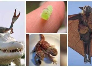 Де ви ще таке побачите: 12 відео ” як ” і “чому” зі світу тварин, які вас точно здивують